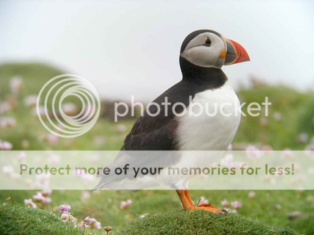 puffin.jpg