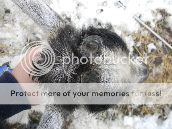 scabs coming off/disbudding - Goats