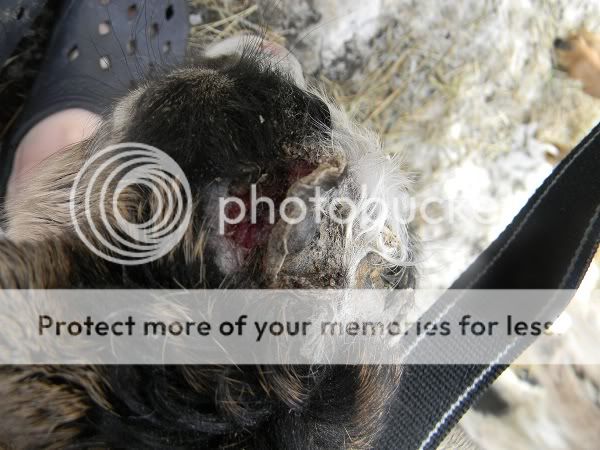 scabs coming off/disbudding - Goats