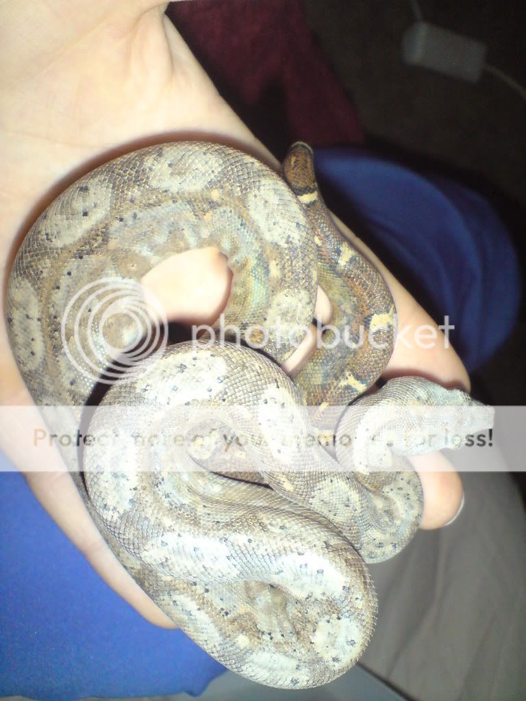 Baby Hog Island Boa For Sale London Baby Hog Island Boa For Sale London