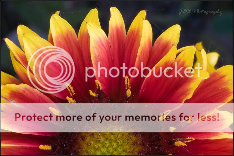 IMAGE: http://i315.photobucket.com/albums/ll479/j-blake/MU%20365%20Days%20of%20Photography/IMG_0103.jpg