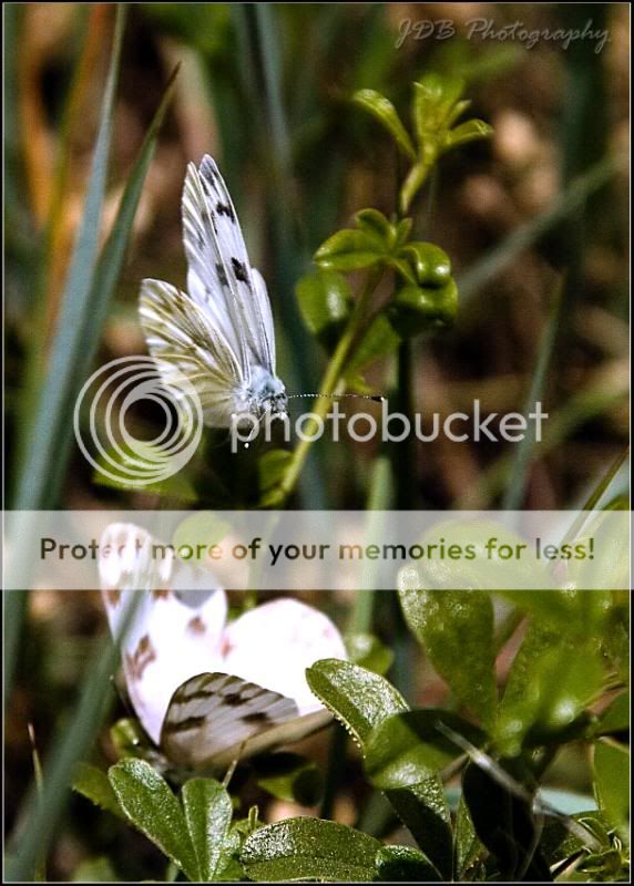 IMAGE: http://i315.photobucket.com/albums/ll479/j-blake/MU%20365%20Days%20of%20Photography/IMG_0183.jpg