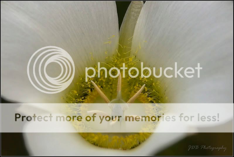 IMAGE: http://i315.photobucket.com/albums/ll479/j-blake/MU%20365%20Days%20of%20Photography/IMG_0193b.jpg