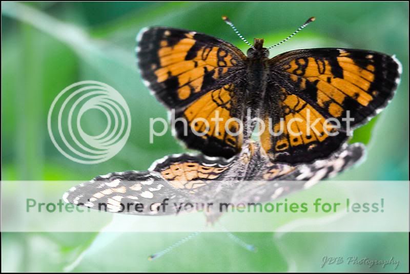 IMAGE: http://i315.photobucket.com/albums/ll479/j-blake/MU%20365%20Days%20of%20Photography/IMG_0259.jpg