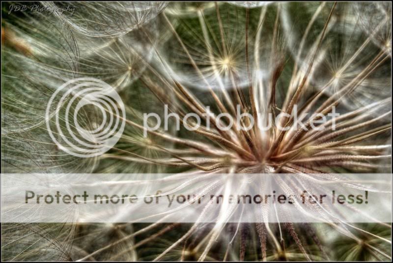 IMAGE: http://i315.photobucket.com/albums/ll479/j-blake/MU%20365%20Days%20of%20Photography/IMG_0268.jpg