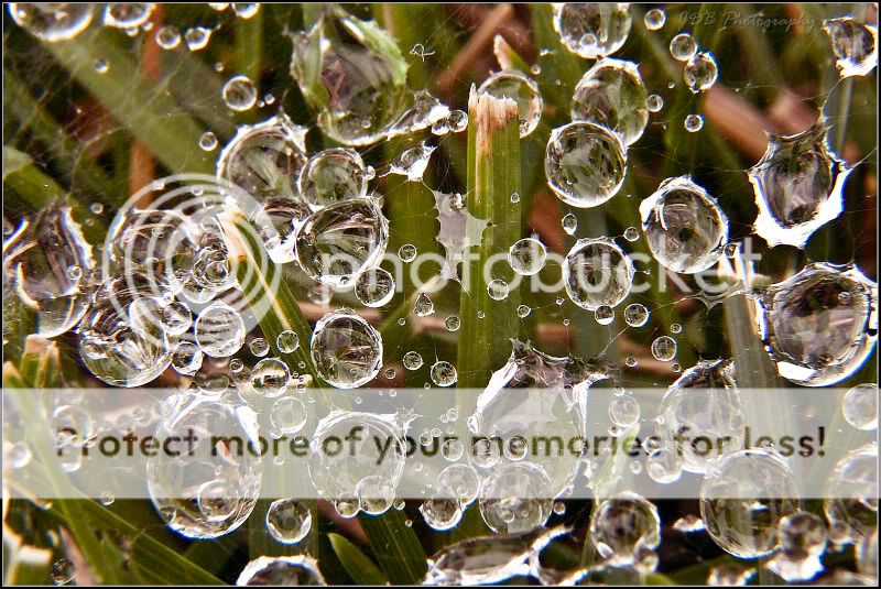 IMAGE: http://i315.photobucket.com/albums/ll479/j-blake/MU%20365%20Days%20of%20Photography/IMG_0794-Edit.jpg