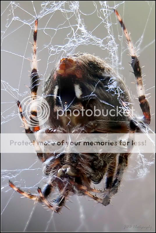 IMAGE: http://i315.photobucket.com/albums/ll479/j-blake/MU%20365%20Days%20of%20Photography/IMG_2832-45.jpg