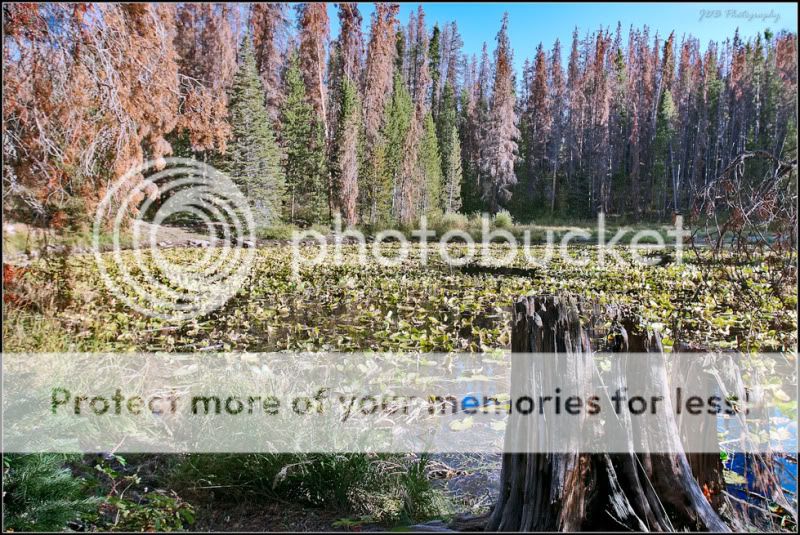 IMAGE: http://i315.photobucket.com/albums/ll479/j-blake/MU%20365%20Days%20of%20Photography/IMG_4368-Edit.jpg